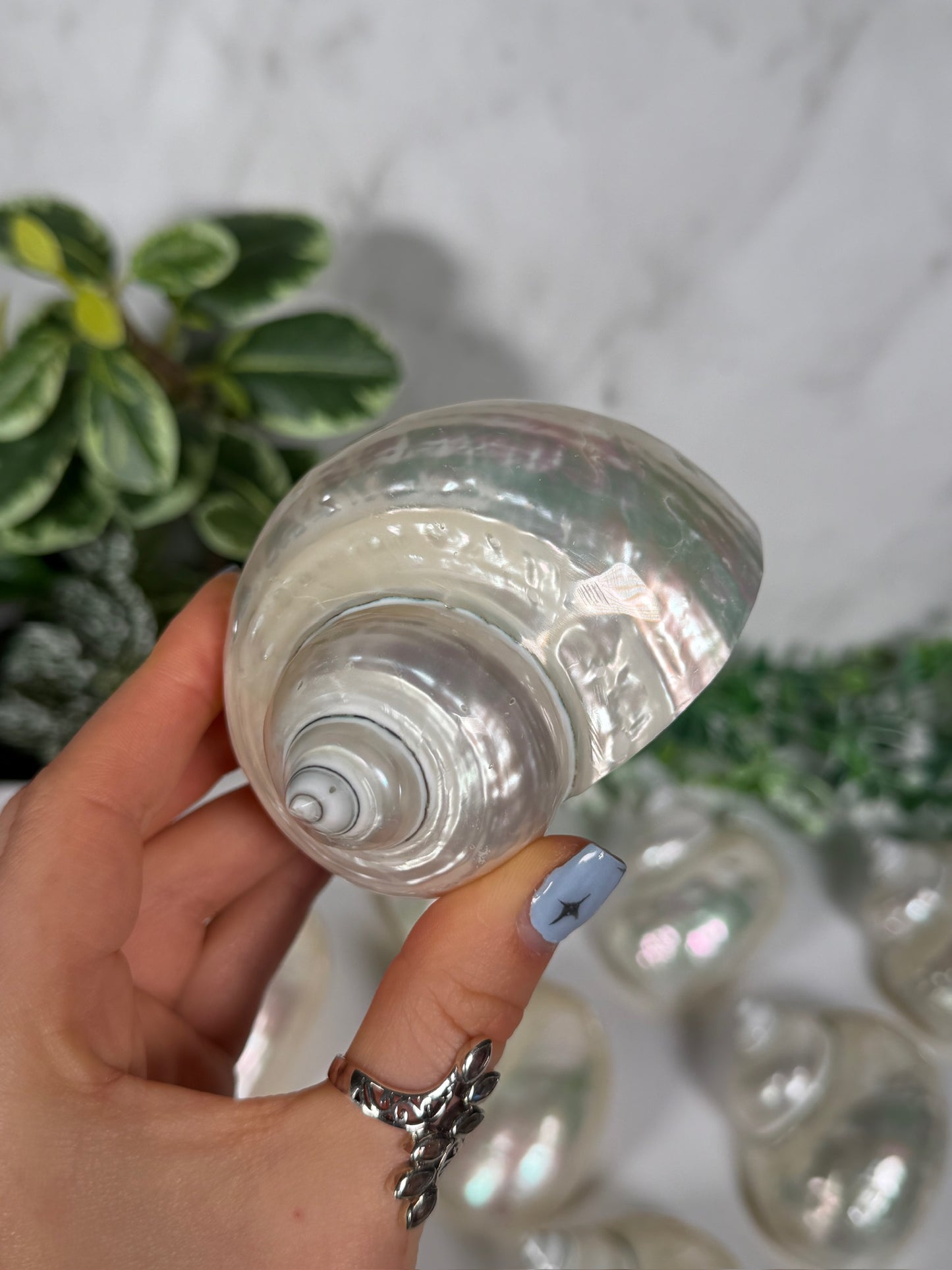 Pearl jade turbo shell