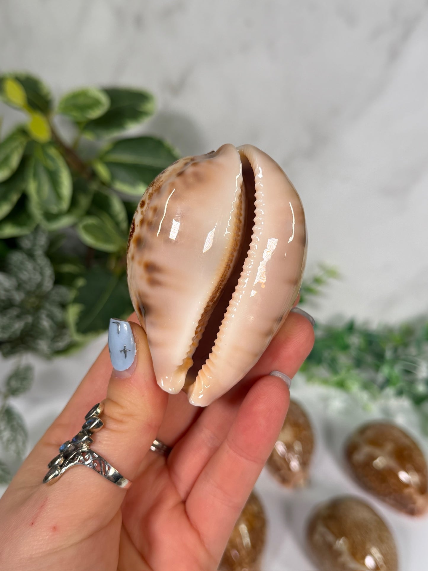 Pink bottom cowrie shell