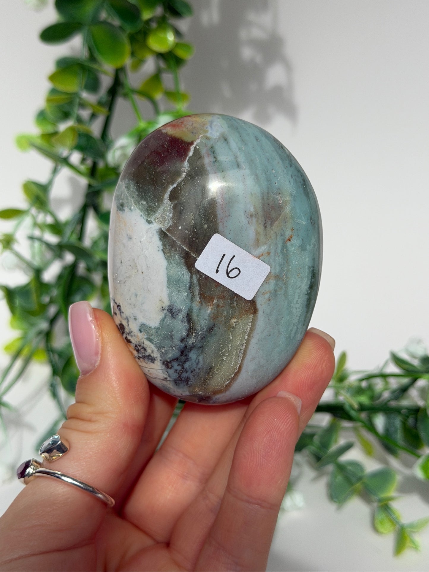 Sea jasper palm 16