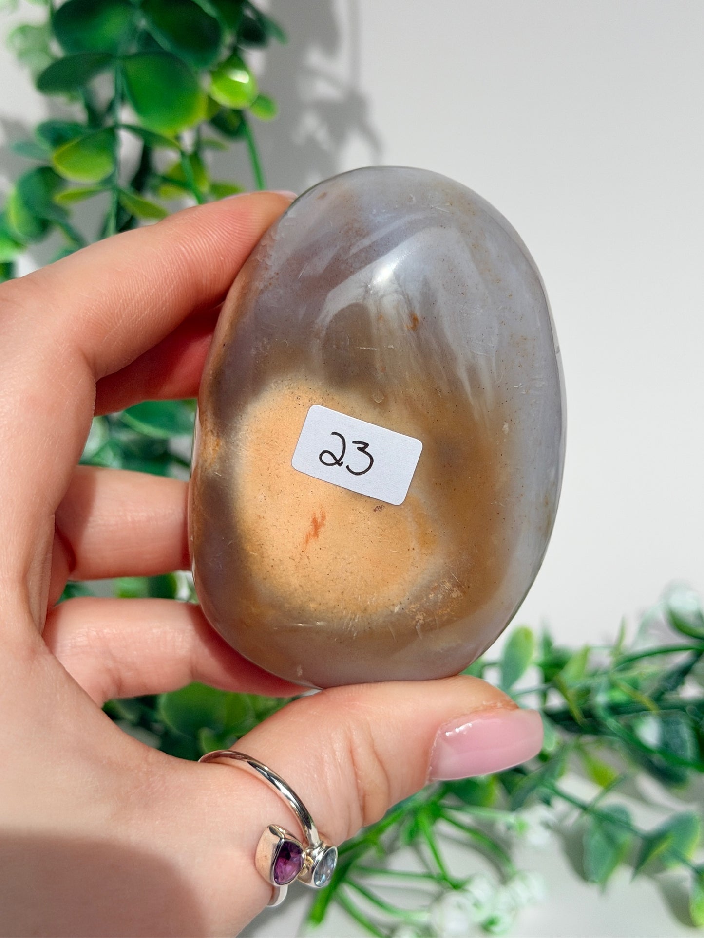 Sea jasper palm 23
