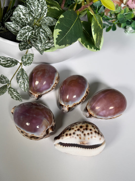Purple top tiger cowrie shell