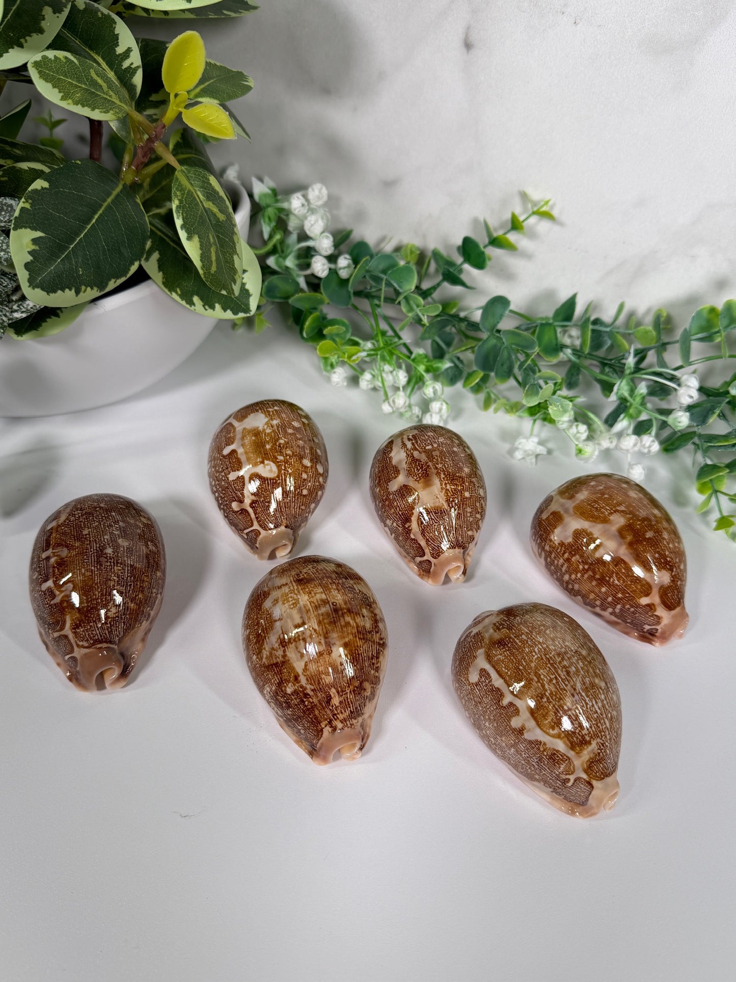 Pink bottom cowrie shell