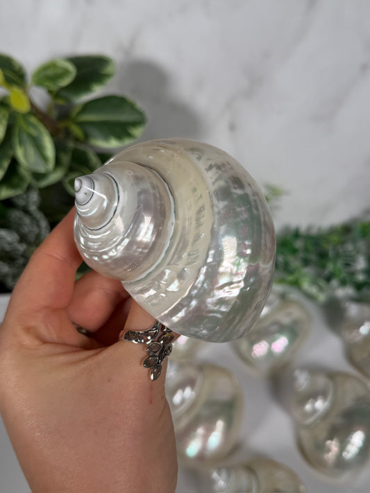 Pearl jade turbo shell