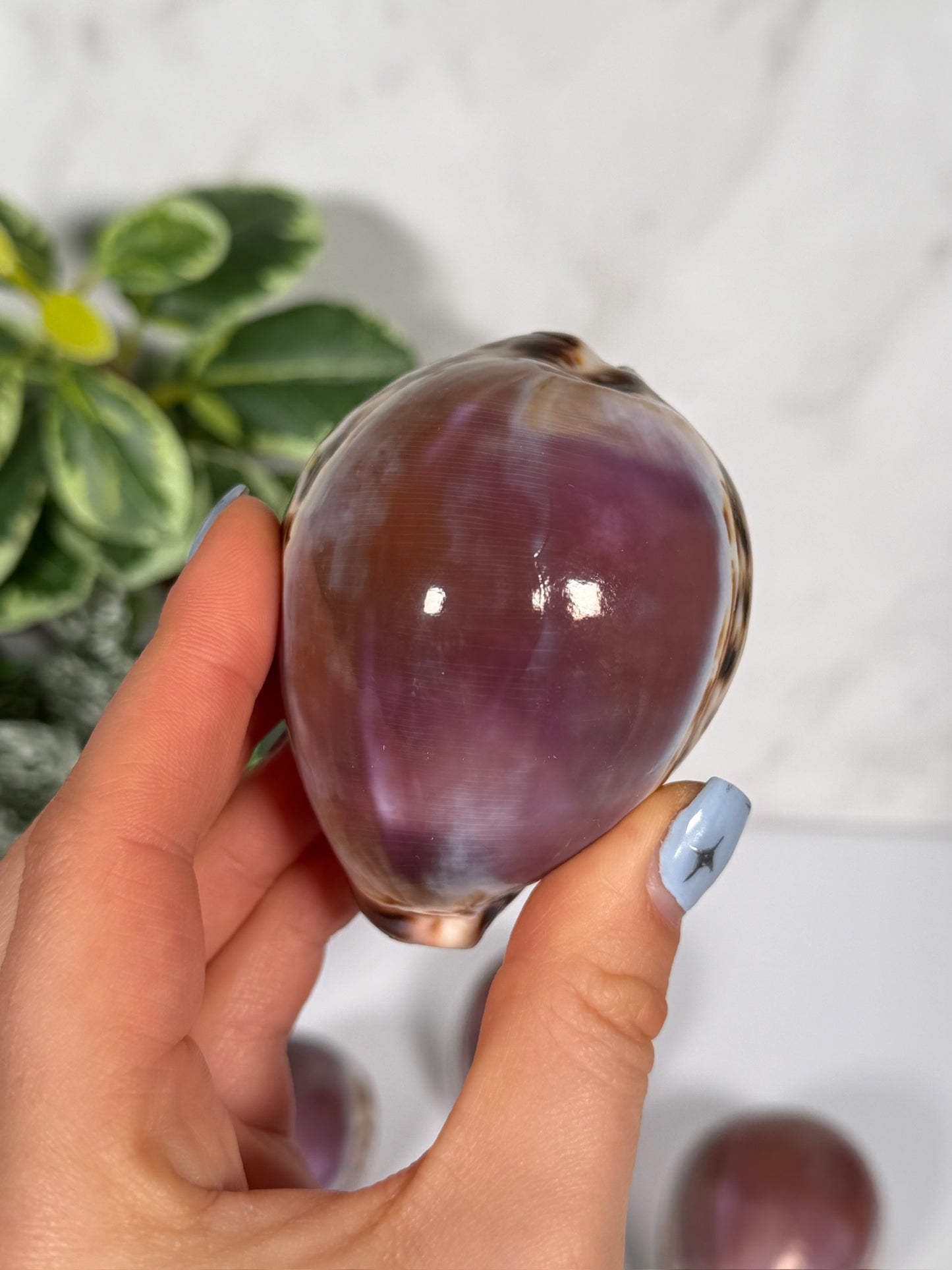 Purple top tiger cowrie shell