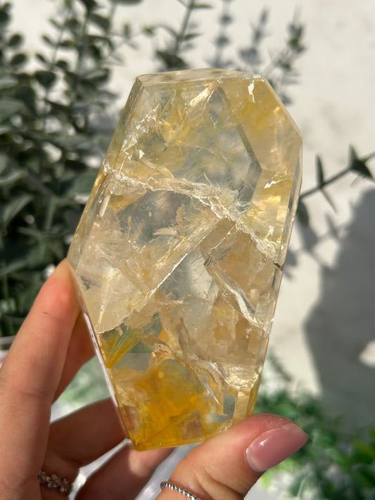 CLEAR OUT - Golden Healer 65