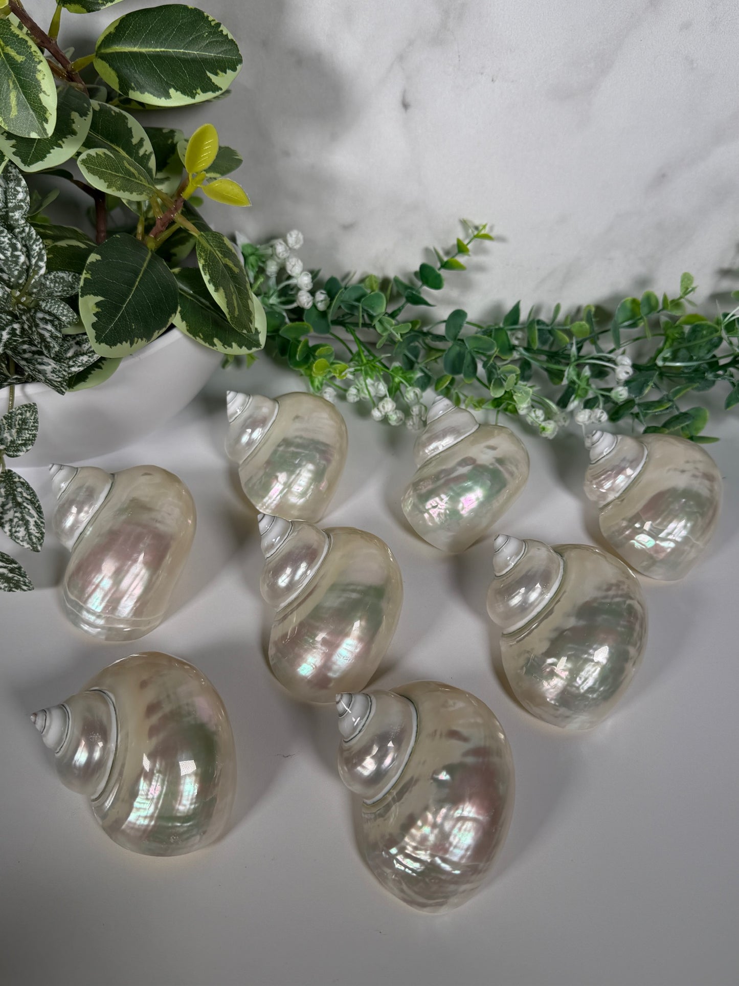 Pearl jade turbo shell