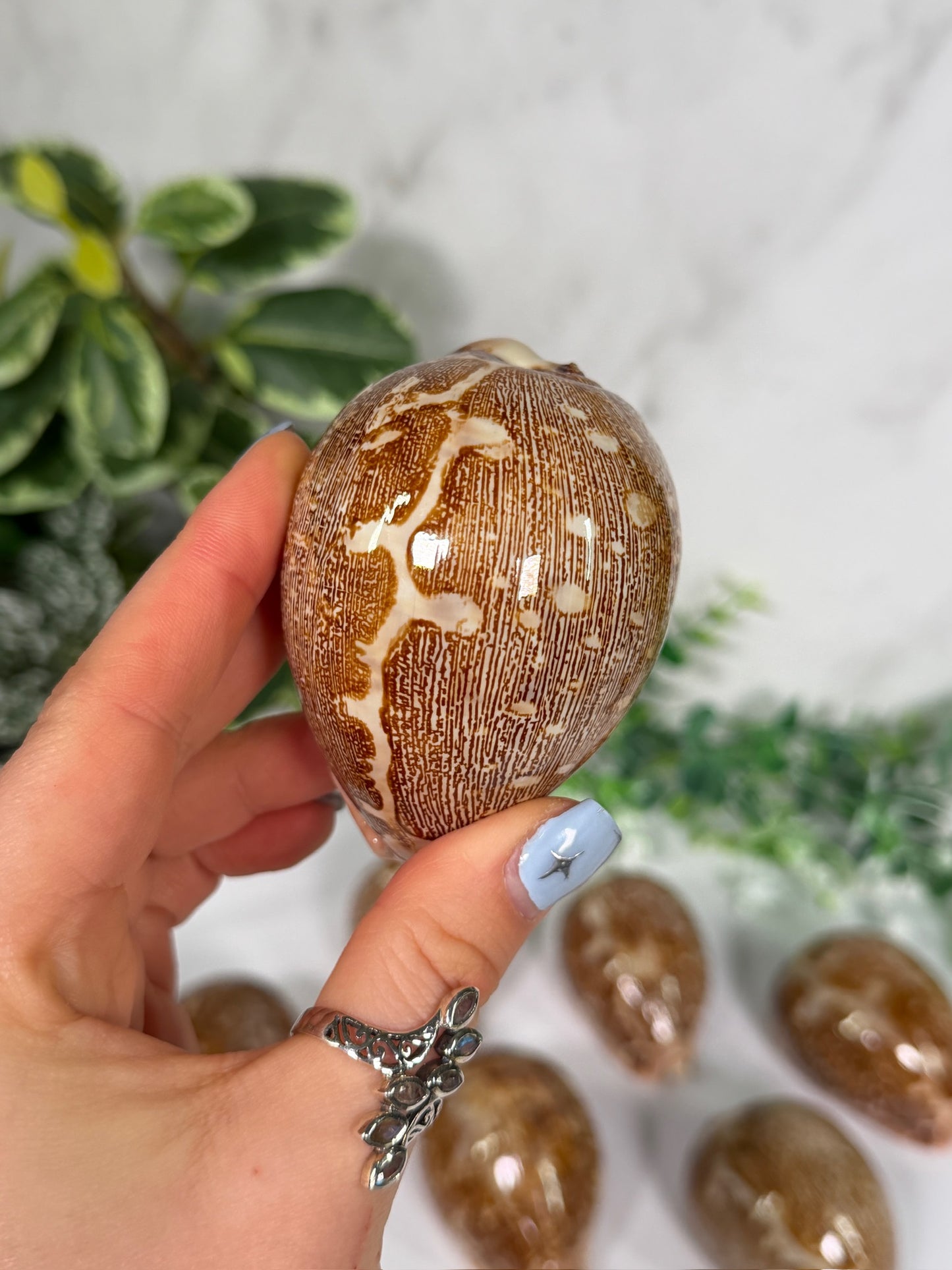 Pink bottom cowrie shell