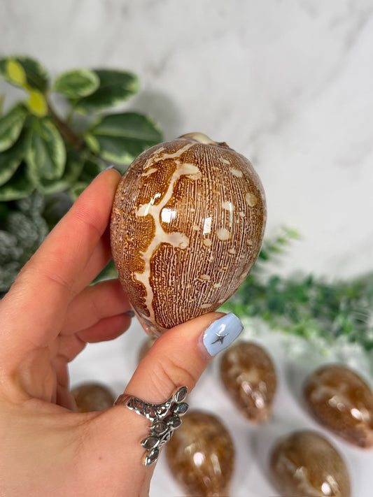 Pink bottom cowrie shell