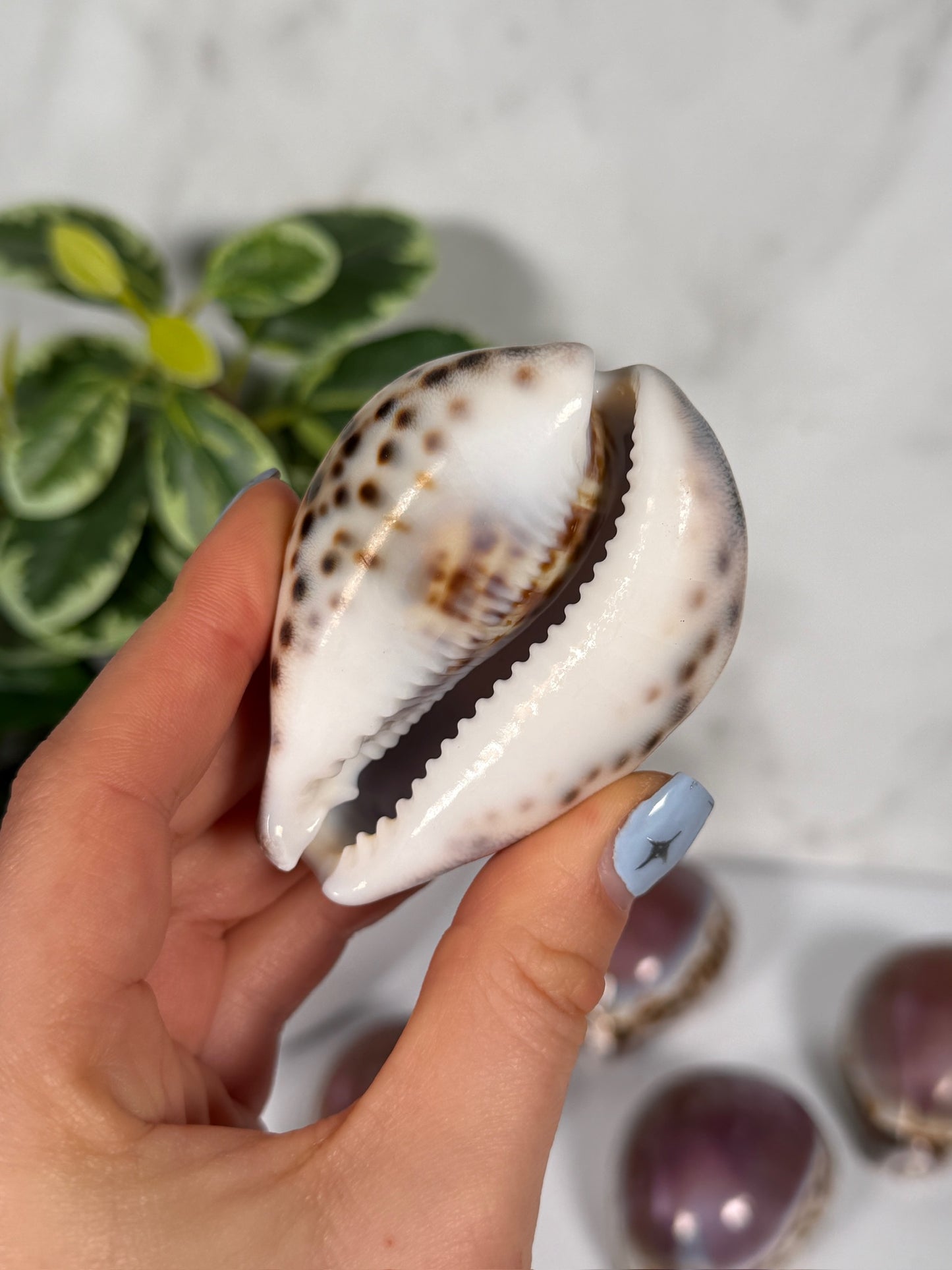 Purple top tiger cowrie shell