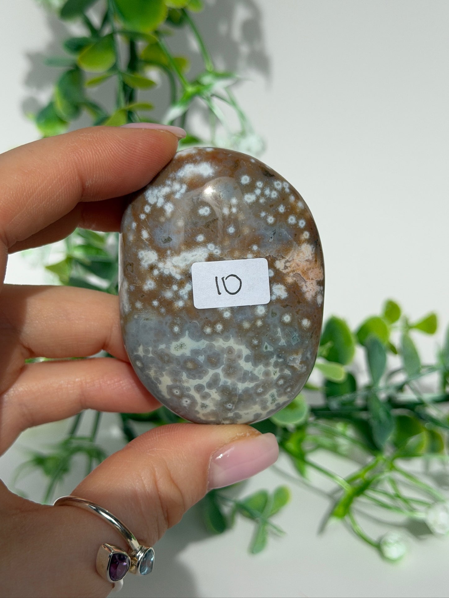 Sea jasper palm 10