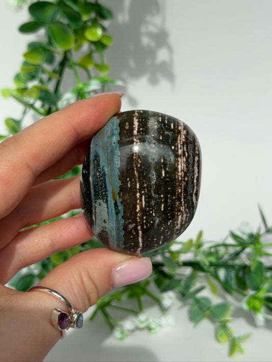 Sea jasper palm 15c