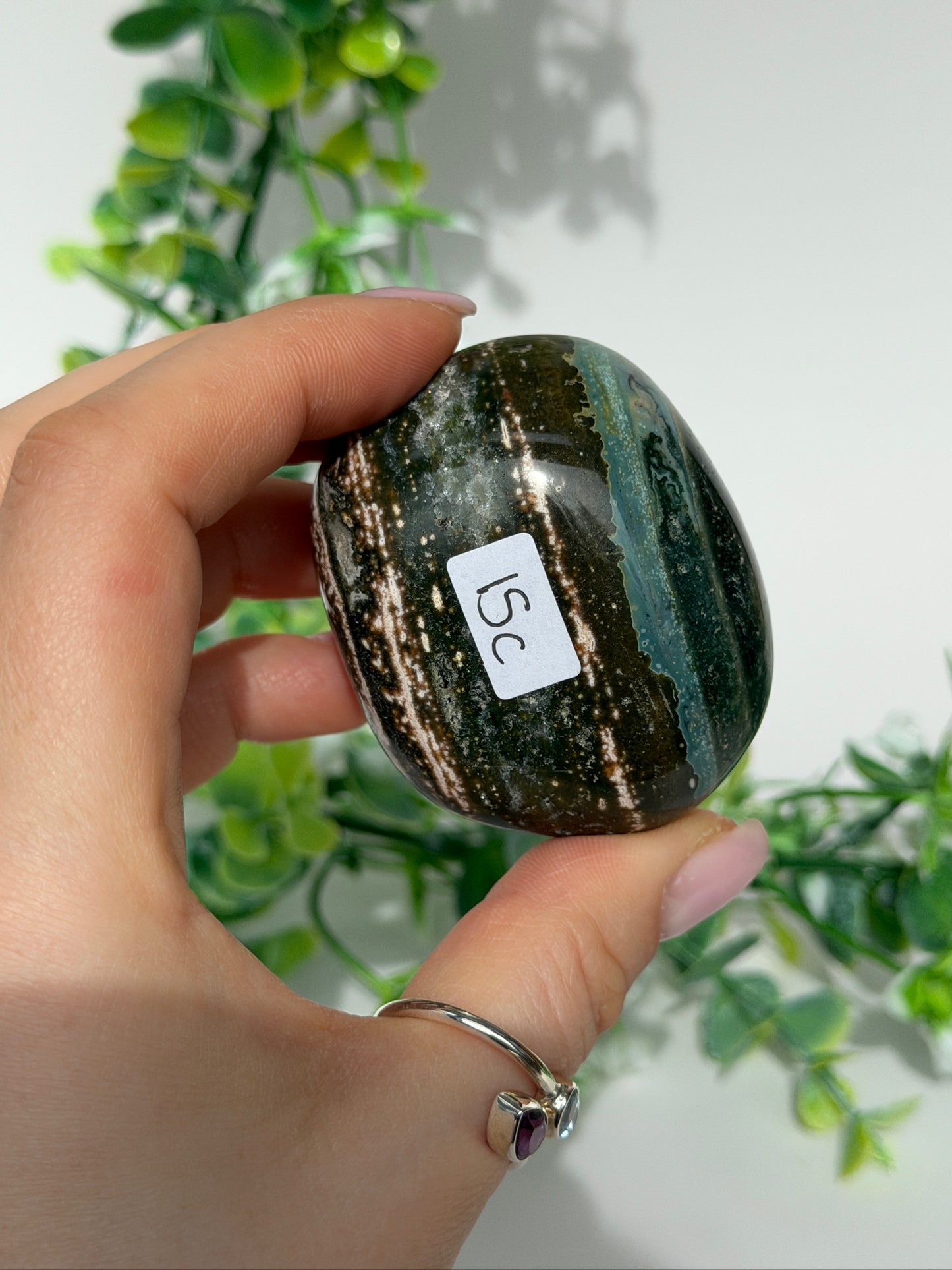 Sea jasper palm 15c