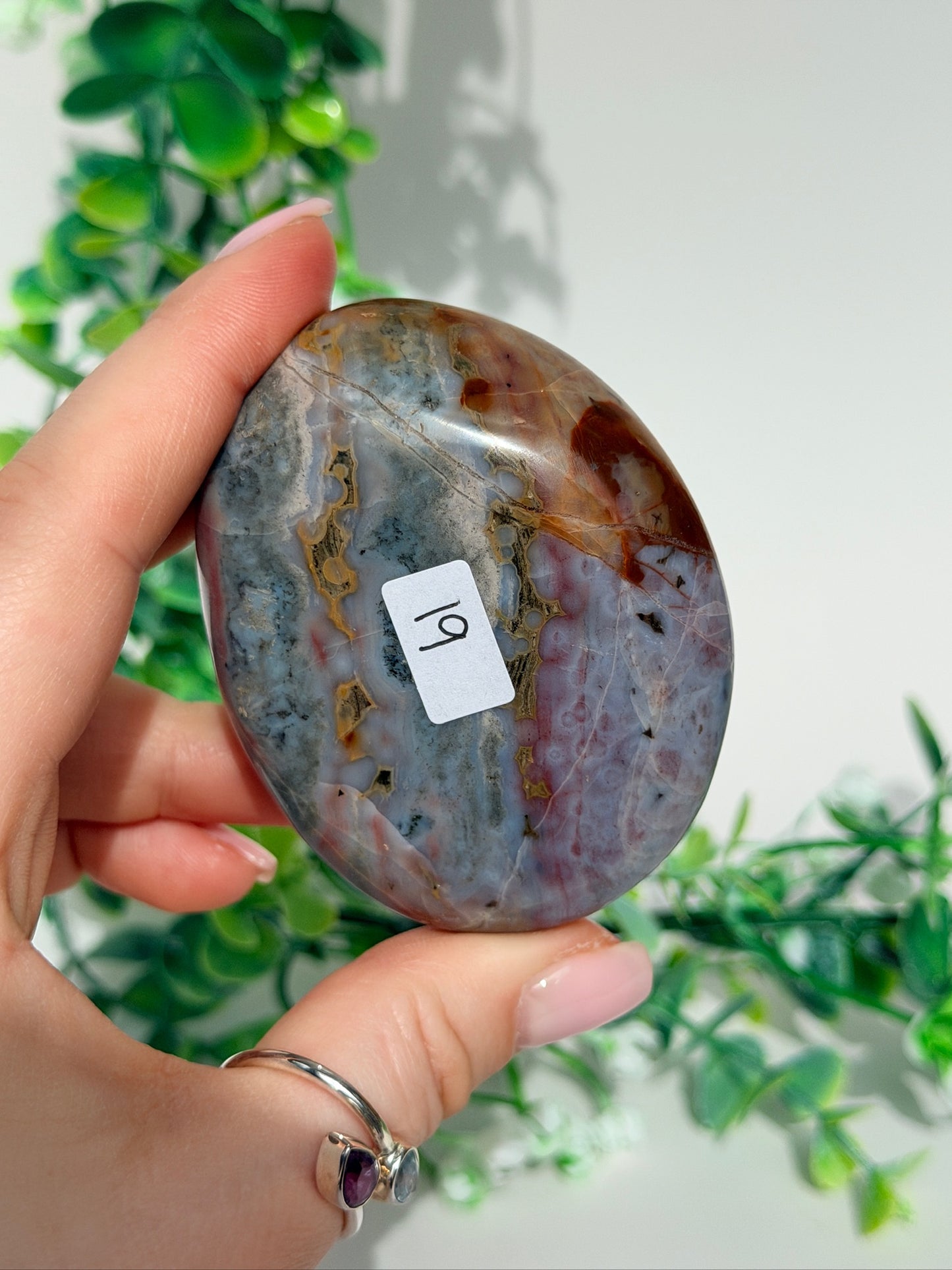 Sea jasper palm 19