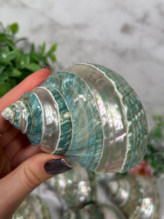 Pearl Banded Jade Turbo Shell