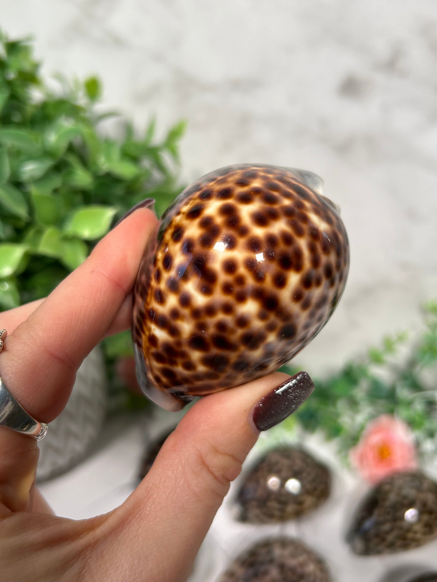 Tiger Cowrie Shell