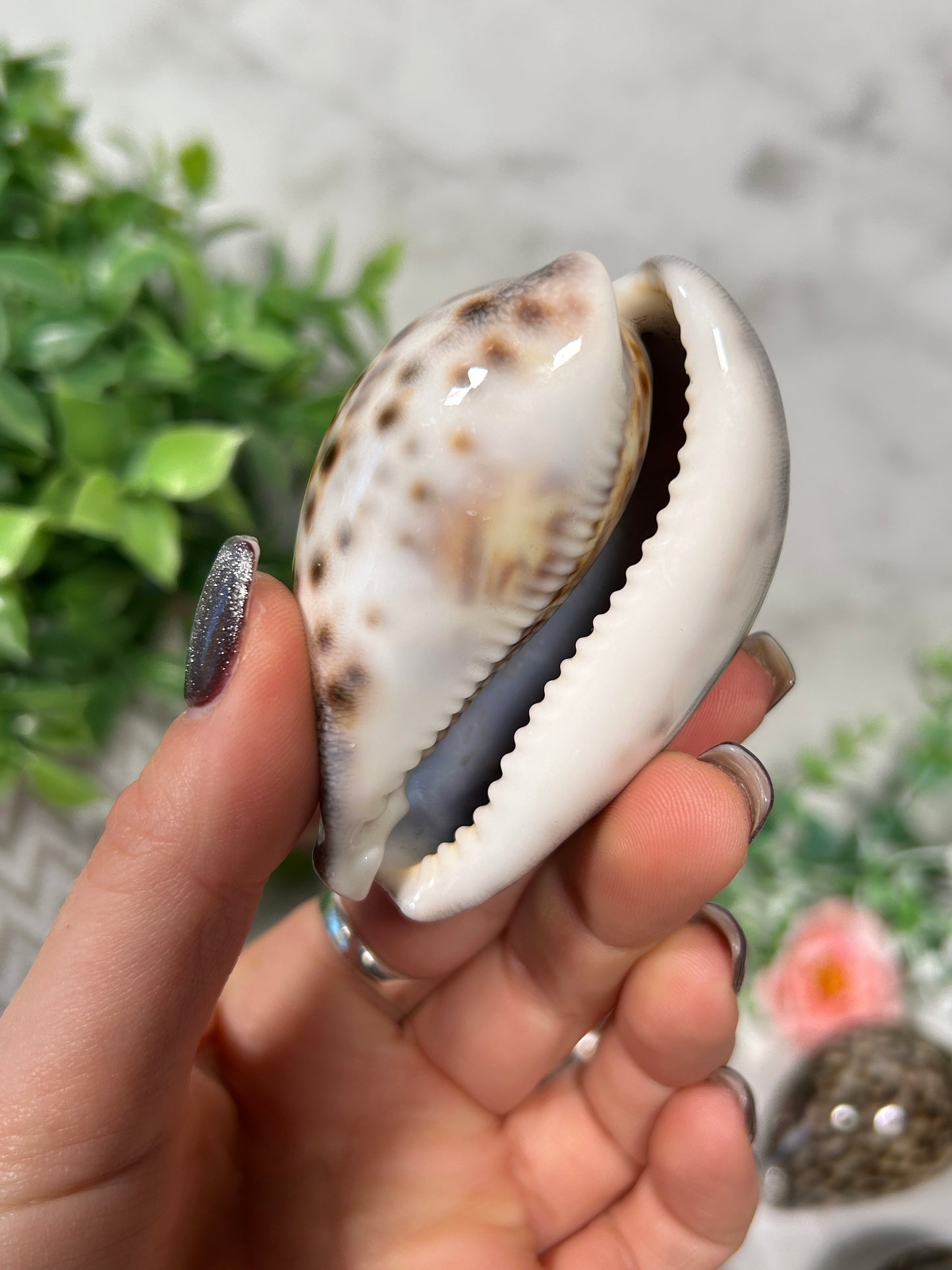 Tiger Cowrie Shell