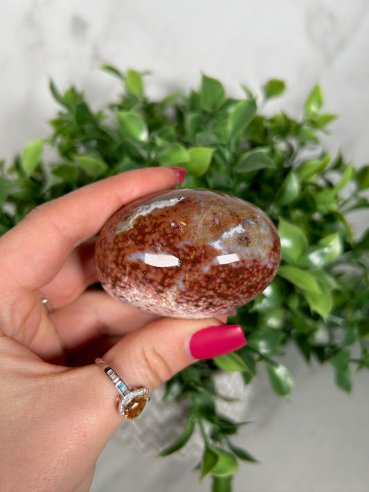 Sea Jasper palm 13a